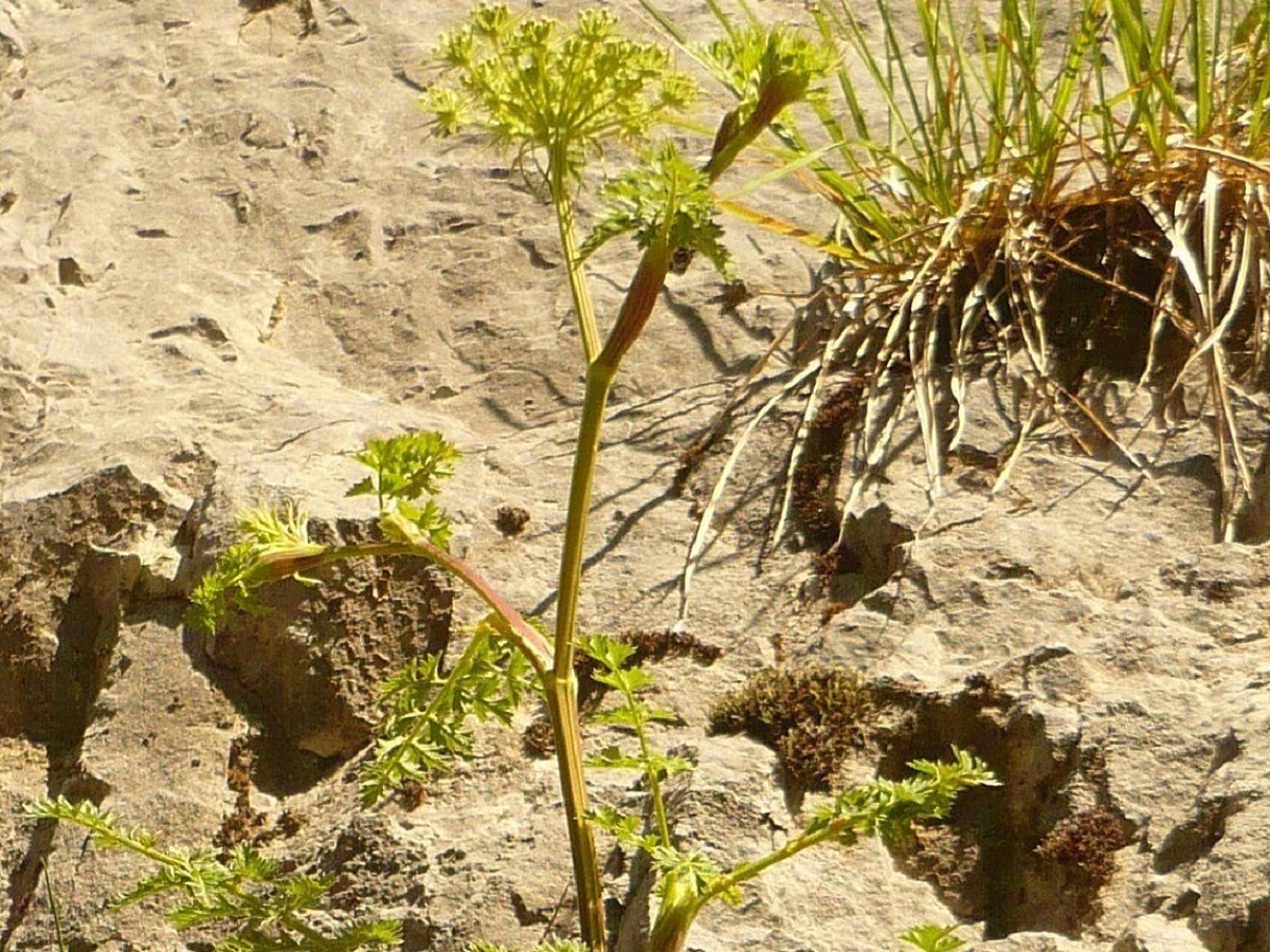 Libanotis pyrenaica subsp. pyrenaica (Apiaceae)